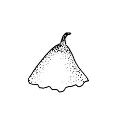 Ephemerum sessile, calyptra. Drawn from J.K. Bartlett 19830, CHR 405918.
 Image: R.C. Wagstaff © Landcare Research 2014 